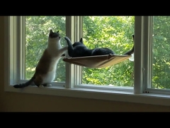 100% Cotton Cat Window Hammock Space Saving With Suction Cup