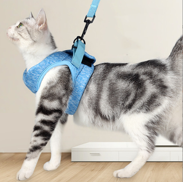 小さい猫の馬具および鉛