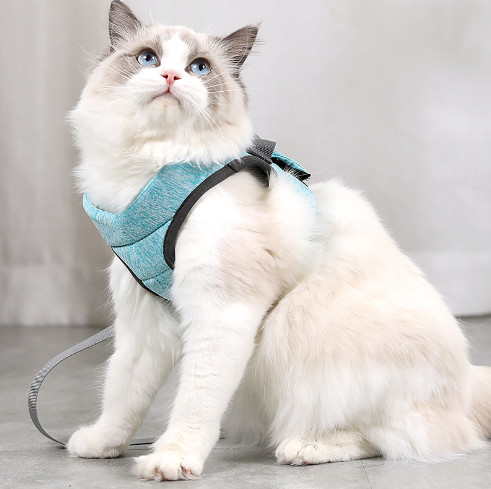 小さい猫の馬具および鉛