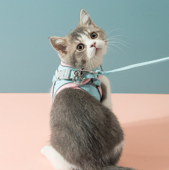 快適な猫の馬具