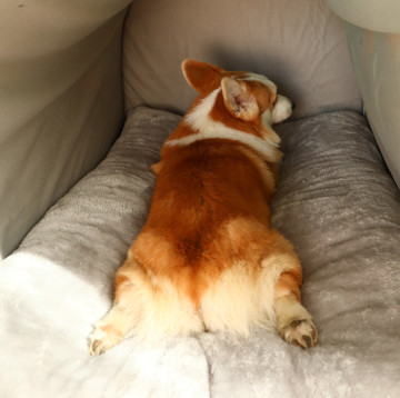 屋内犬の洞窟