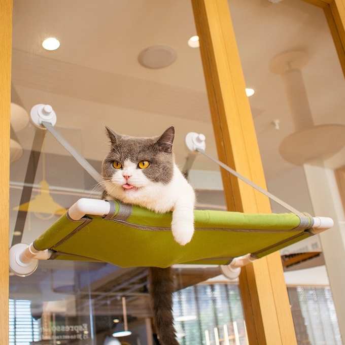 小さい猫の窓のとまり木