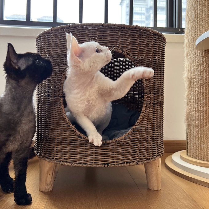 大きい猫のための上げられた猫のベッド