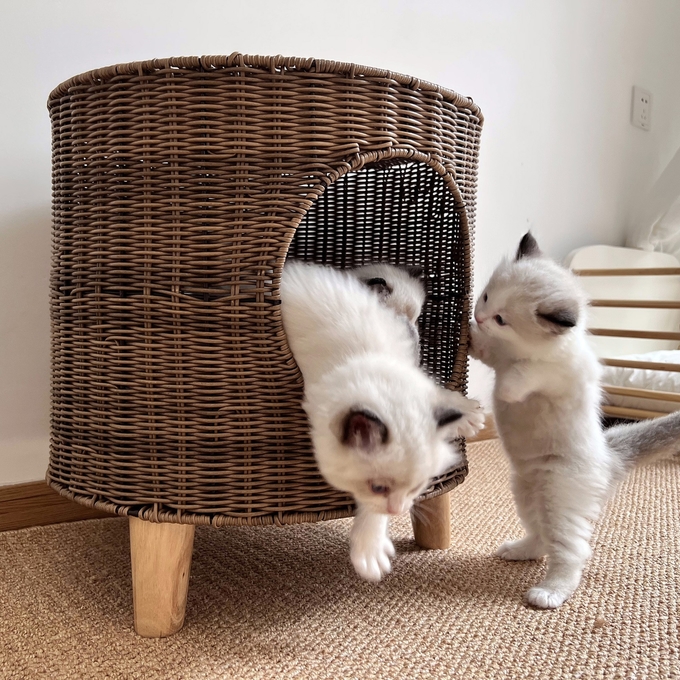 猫のcubbyのベッド