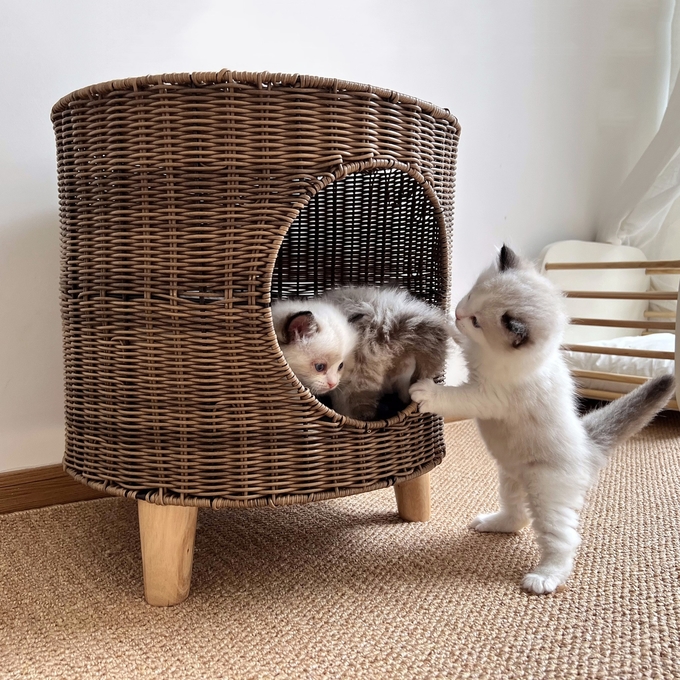 特大猫の洞窟
