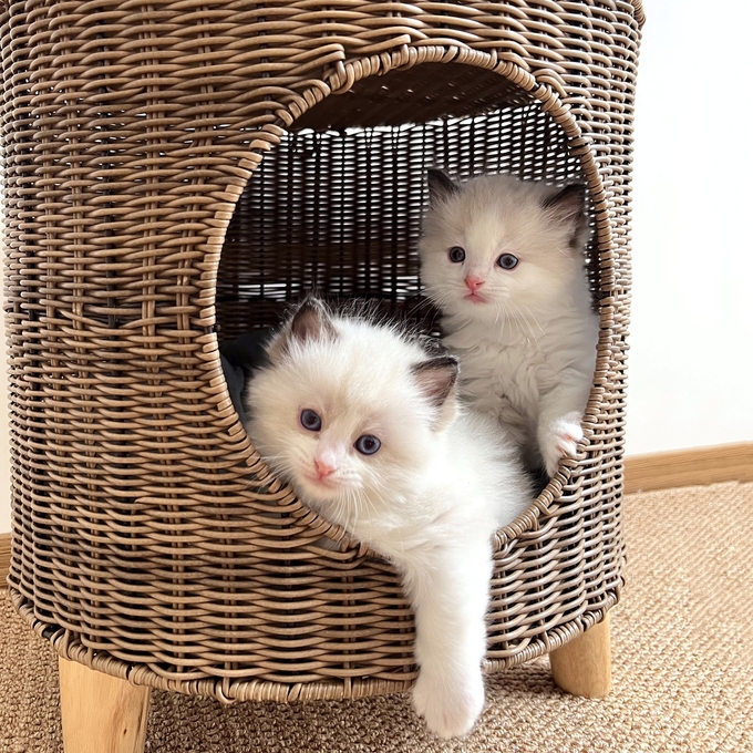 特大猫の洞窟